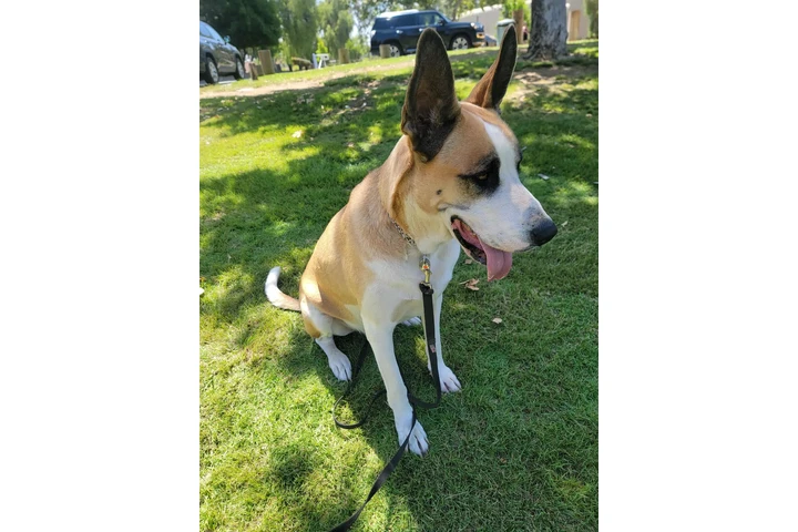 $1 : Perro guardian. image 1
