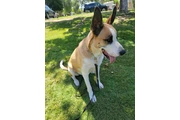 Perro guardian. en Orange County