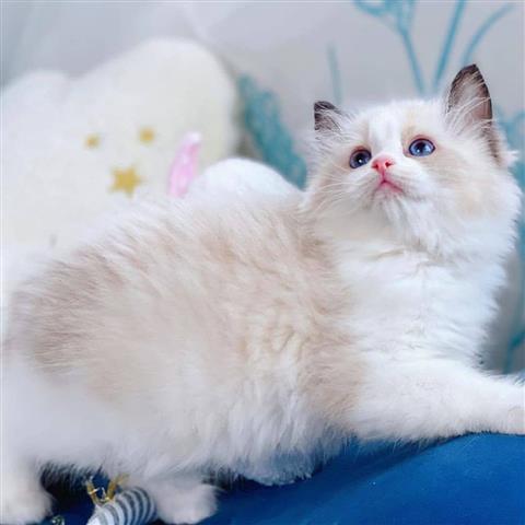 $350 : Ragdoll Kittens For Sale image 1