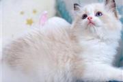 Ragdoll Kittens For Sale en Raleigh