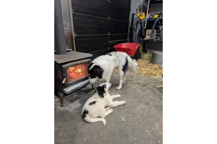 $1000 : Adorable Male Tornjak Puppy image 7