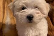 SPARKY WELL TRAINED MALTESE PU thumbnail