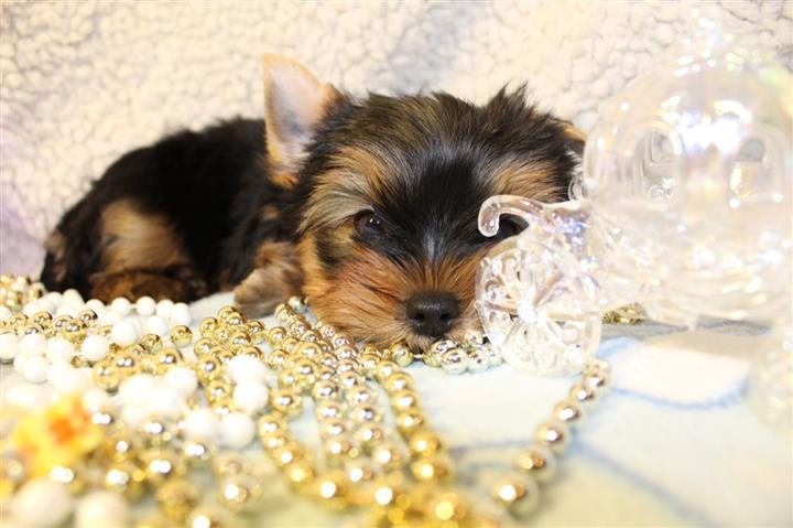adorable Yorkie Puppy image 3