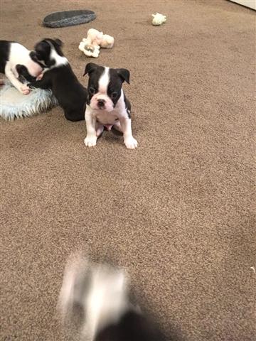 $500 : Boston terrier puppies image 2