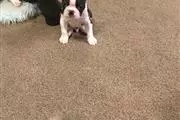 $500 : Boston terrier puppies thumbnail