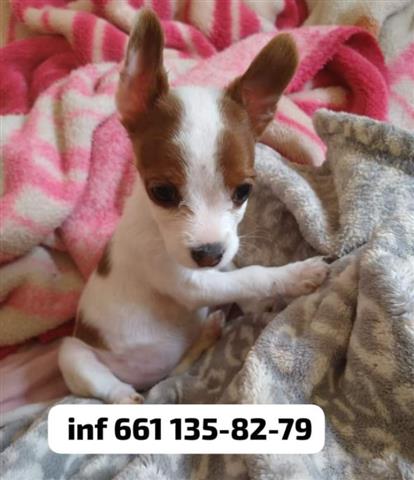 $2500 : Chihuahua image 1