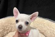 Chihuahua puppies for sale