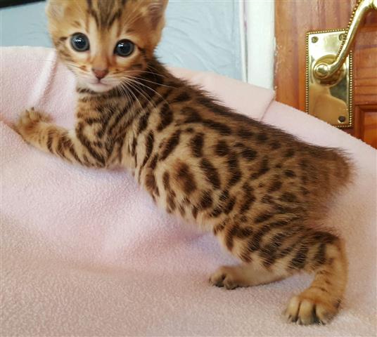 $100 : litter trained bengal kittens image 1