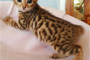 litter trained bengal kittens en Indianapolis