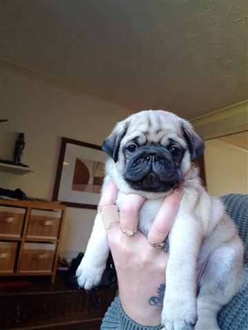 $500 : Pug puppies for sale image 2