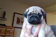 $500 : Pug puppies for sale thumbnail