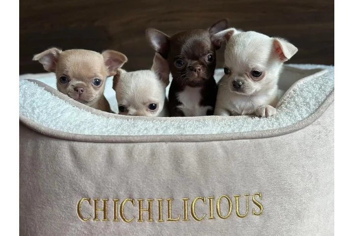 $350 : chihuahua en venta image 3