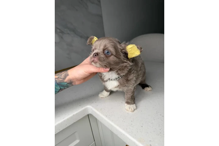 $300 : Teacup Chihuahua puppies image 3