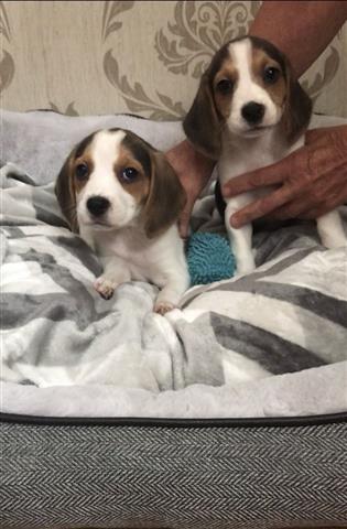 $500 : cachorros Beagles disponibles image 2