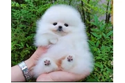 $400 : French bulldog and Pomeranian thumbnail