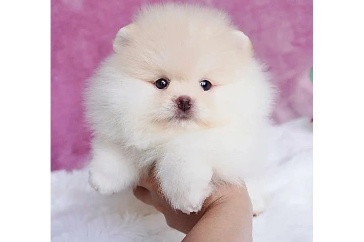 $300 : Pomeranian puppies and French image 1