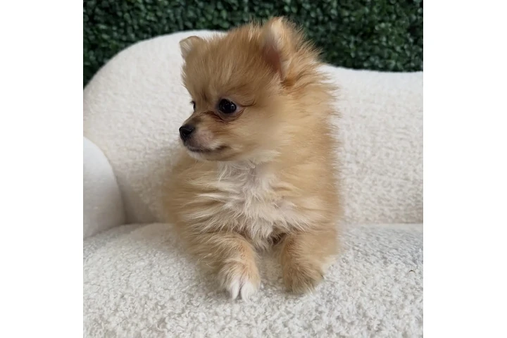 $300 : Teacup Pomeranians image 1
