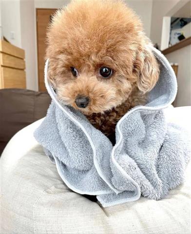 $350 : Pongo sweet poodle puppy image 1