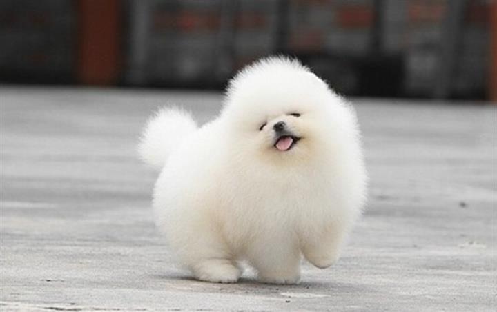 $550 : Home Pomeranian pups for sale image 3