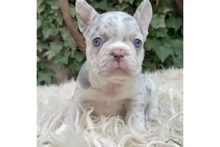 $350 : French bulldog and Pomeranian image 3