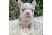 $350 : French bulldog and Pomeranian thumbnail