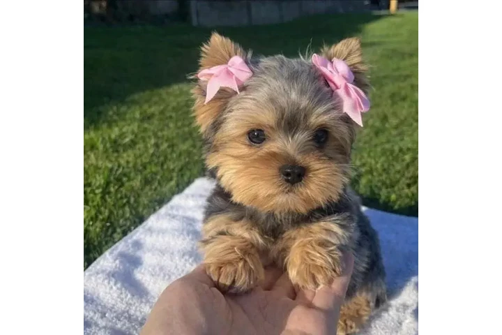 $580 : Yorkshire terrier miniatura image 1