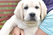 Dulces cachorros de Labrador