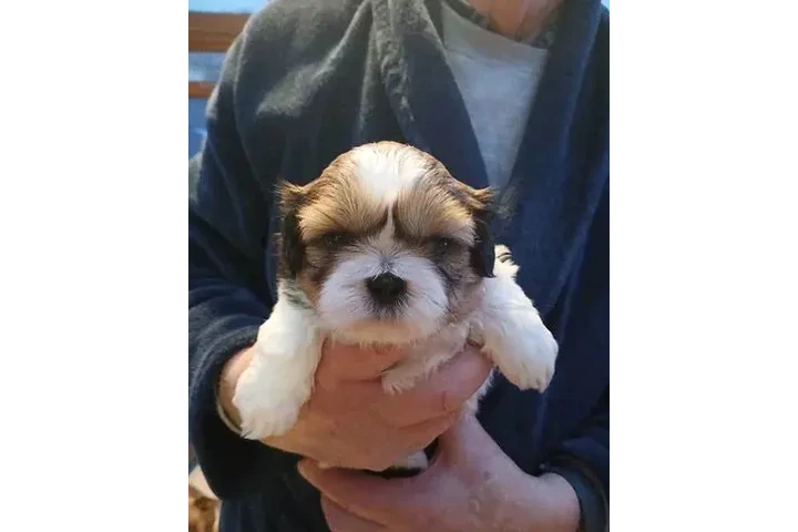 Bellissimi cuccioli di shih tz image 1