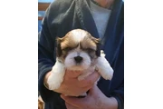 Bellissimi cuccioli di shih tz en Orlando