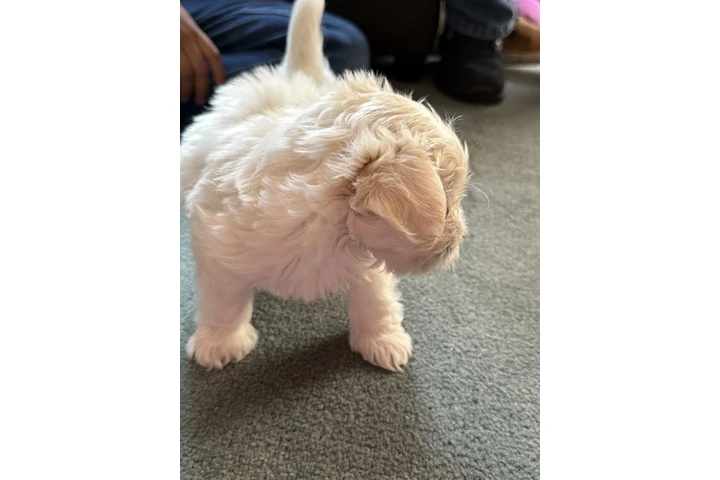 $500 : Maltipoo image 6