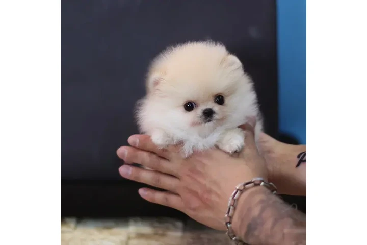 $350 : Micro Pomerania image 3