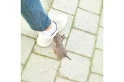 $350 : chihuahua thumbnail