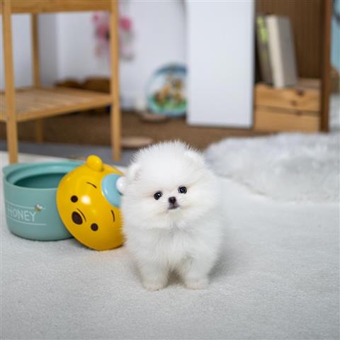 $250 : Teacup Pomeranian puppies image 3