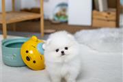 $250 : Teacup Pomeranian puppies thumbnail