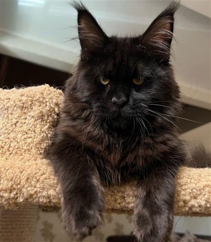 $550 : Preciosos main coon om image 3