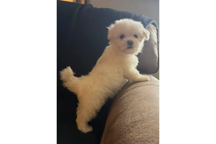 $1200 : 🐶PERRITOS MALTES image 1