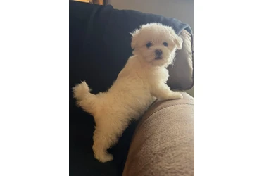 🐶PERRITOS MALTES en Los Angeles