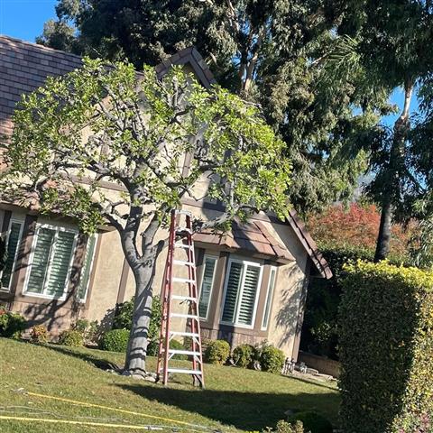 Tree Services image 2