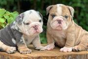 $400 : cachorros bulldog ingles thumbnail