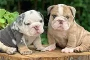 cachorros bulldog ingles en Indianapolis