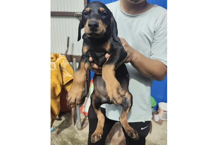 $500 : Doberman image 3