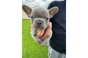 🐶🐶 French bulldog🐶🐶 thumbnail