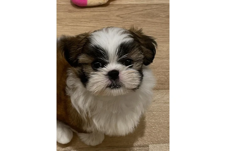 $350 : cachorros Shihzu image 2