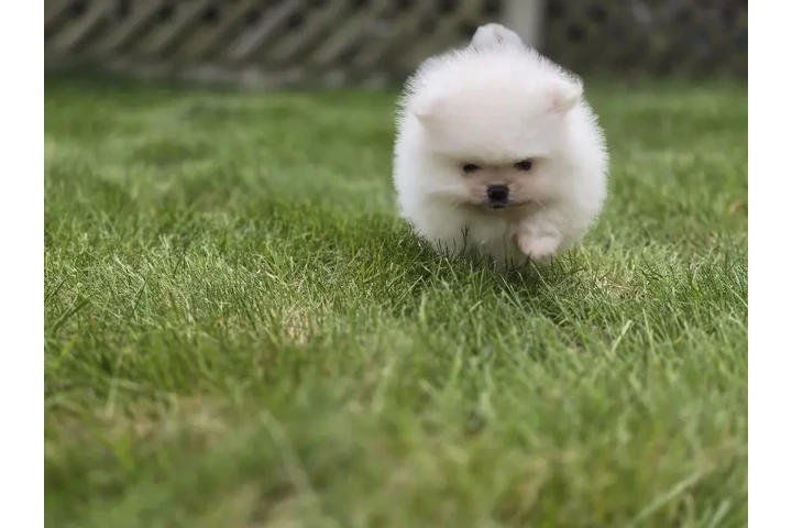 $410 : Super Pomeranian en venta image 3