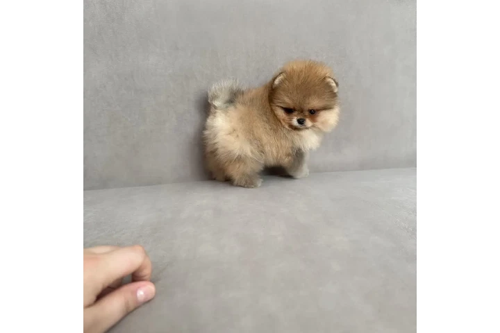 $350 : Pomerania taza de té image 2