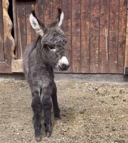 $600 : Donkey for sale in Texas image 1