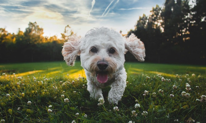 Perrito blanco corriendo en el parque