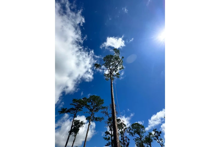 Professional Tree Services image 2
