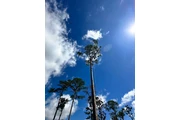 Professional Tree Services thumbnail