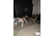 $240 : Gatitos Bengalíes Rosetados thumbnail